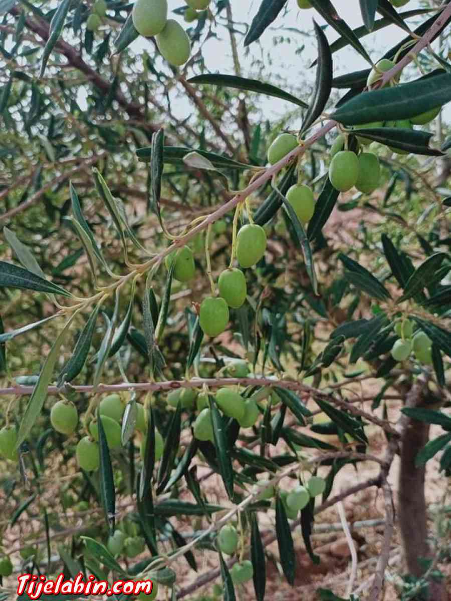 ارض فلاحية للبيع