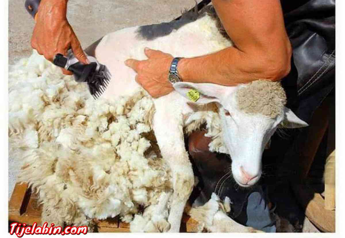 جزازة المواشي