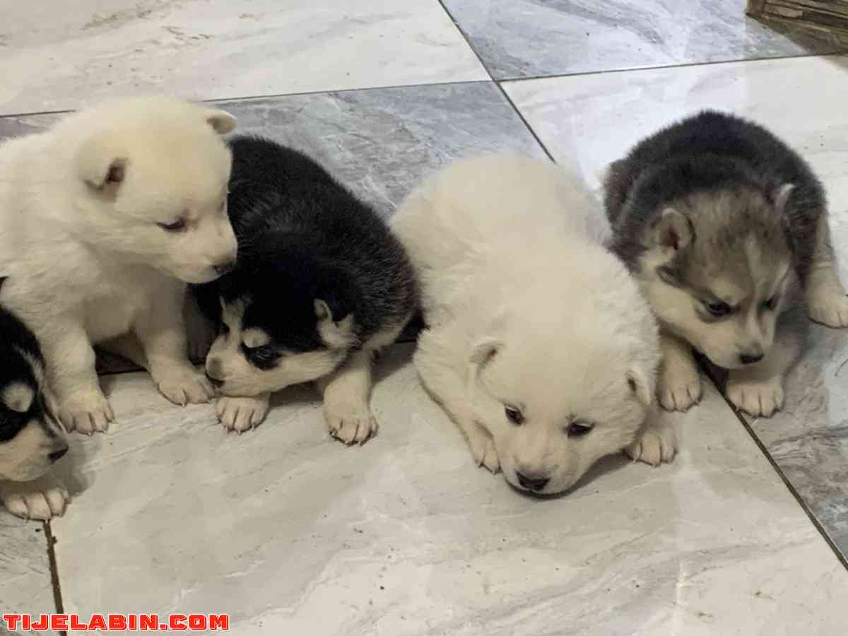 husky 1mois berger incliné 45jour